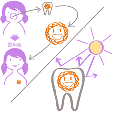 歯髄細胞は、紫外線など外からの刺激を受けません